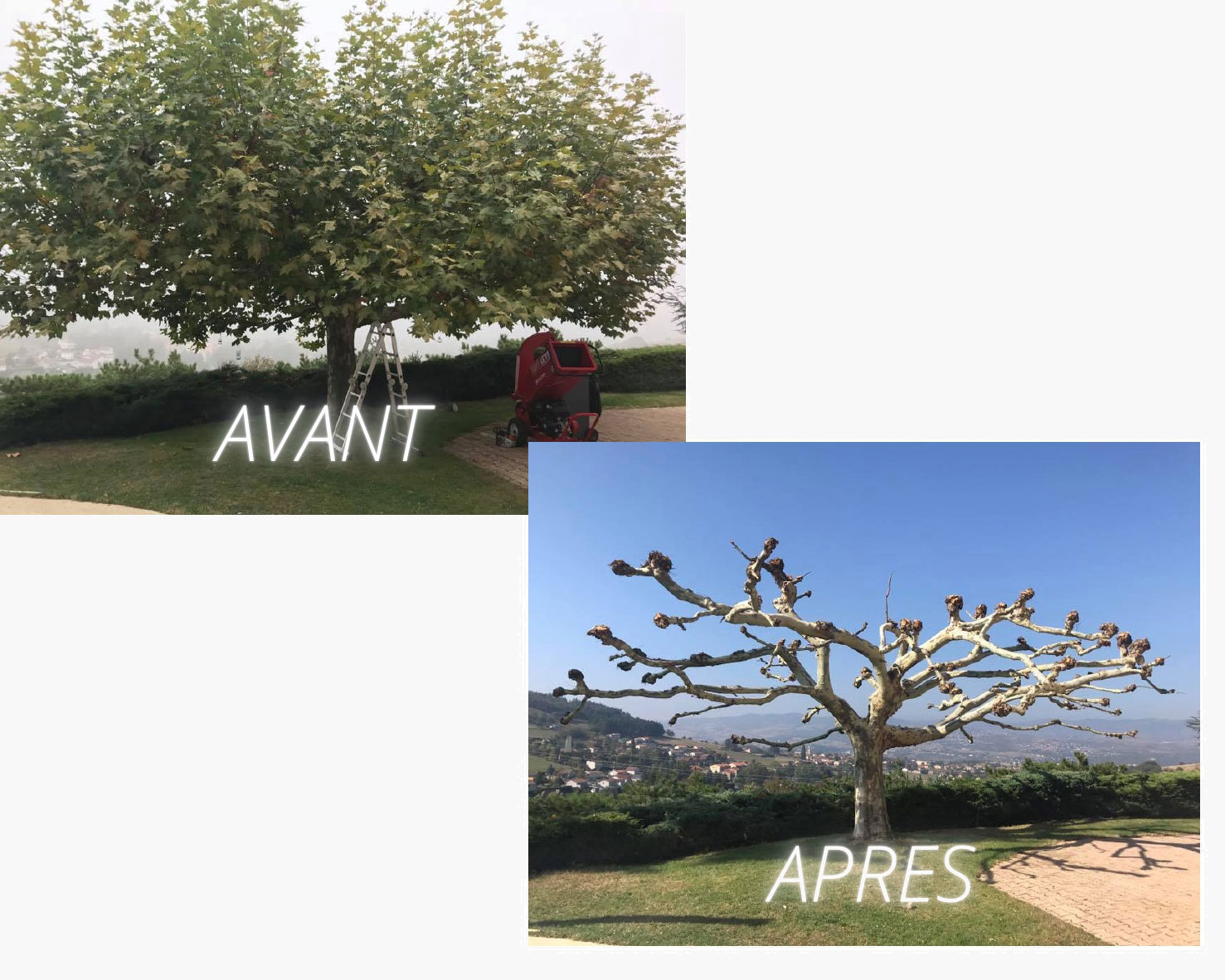 ELAGAGE-AVANT-APRES ELAGAGE-AVANT-APRES