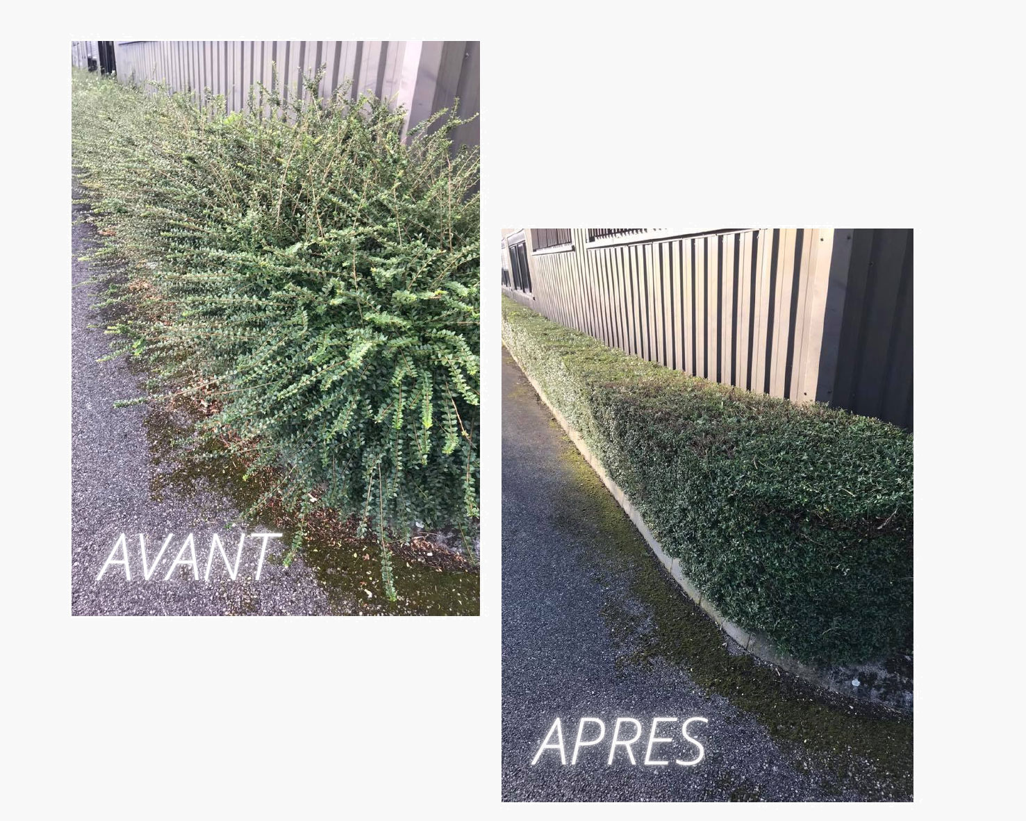 TAILLE-HAIE-AVANT-APRES TAILLE-HAIE-AVANT-APRES